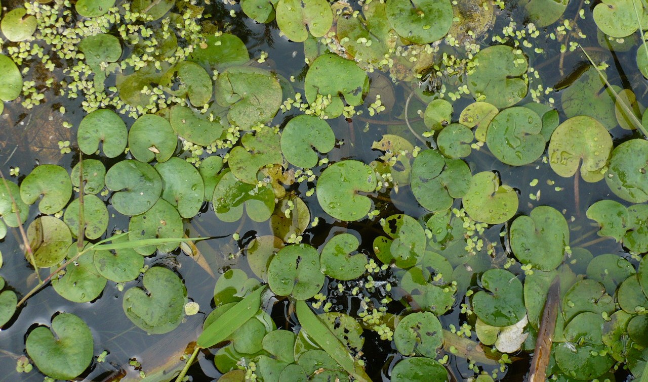 Image of Hydrocharis morsus-ranae specimen.