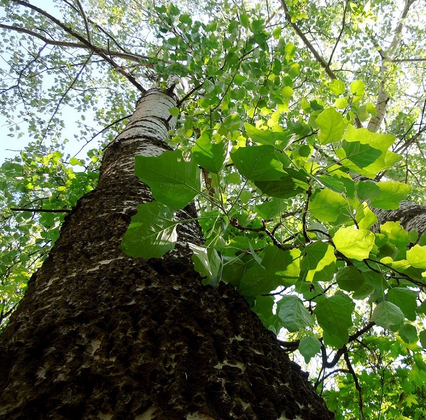 Image of Populus &times; canescens specimen.