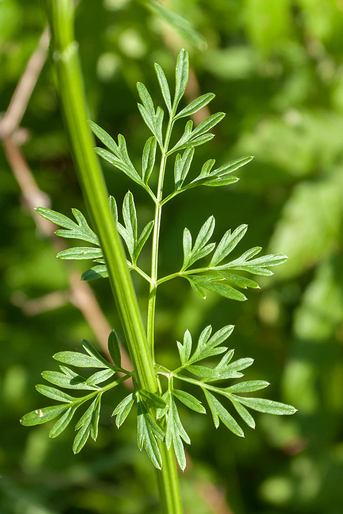 Изображение особи Selinum carvifolia.