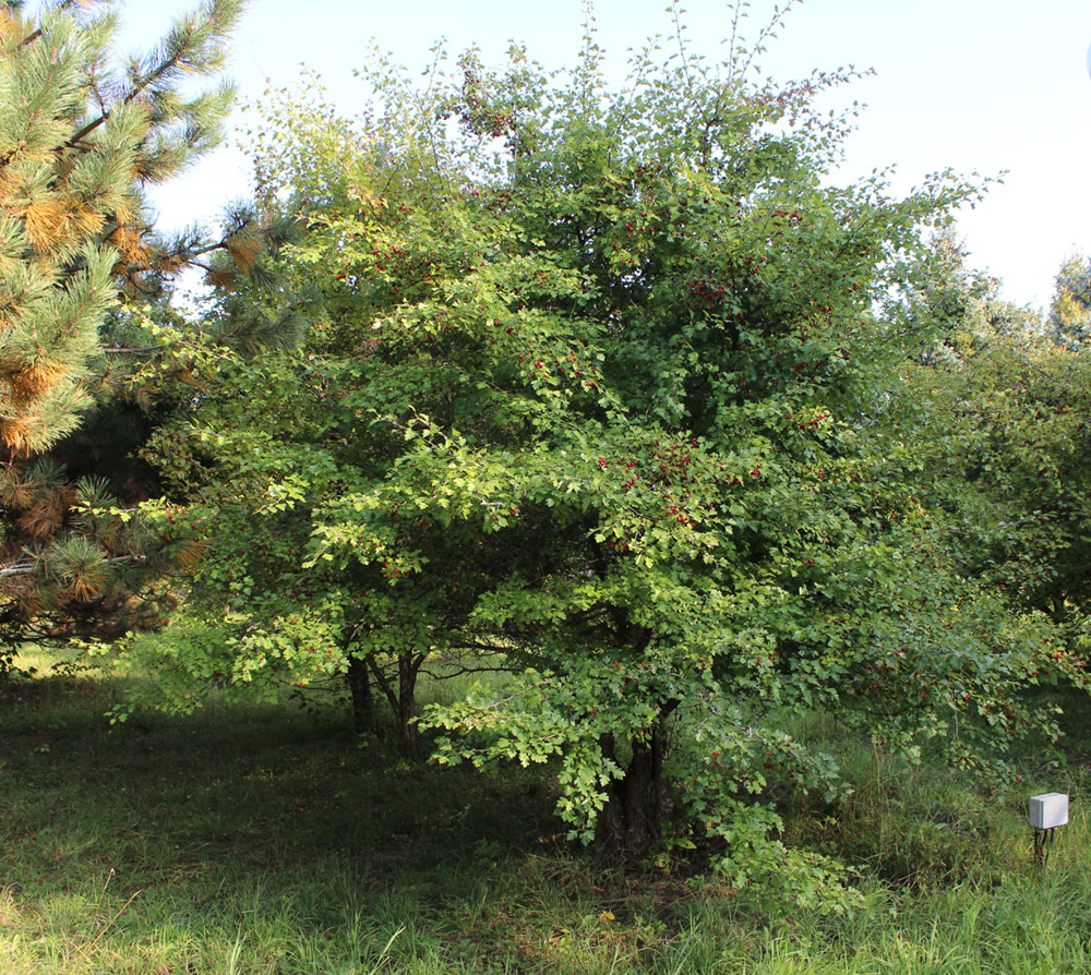 Image of Crataegus chrysocarpa var. rotundifolia specimen.