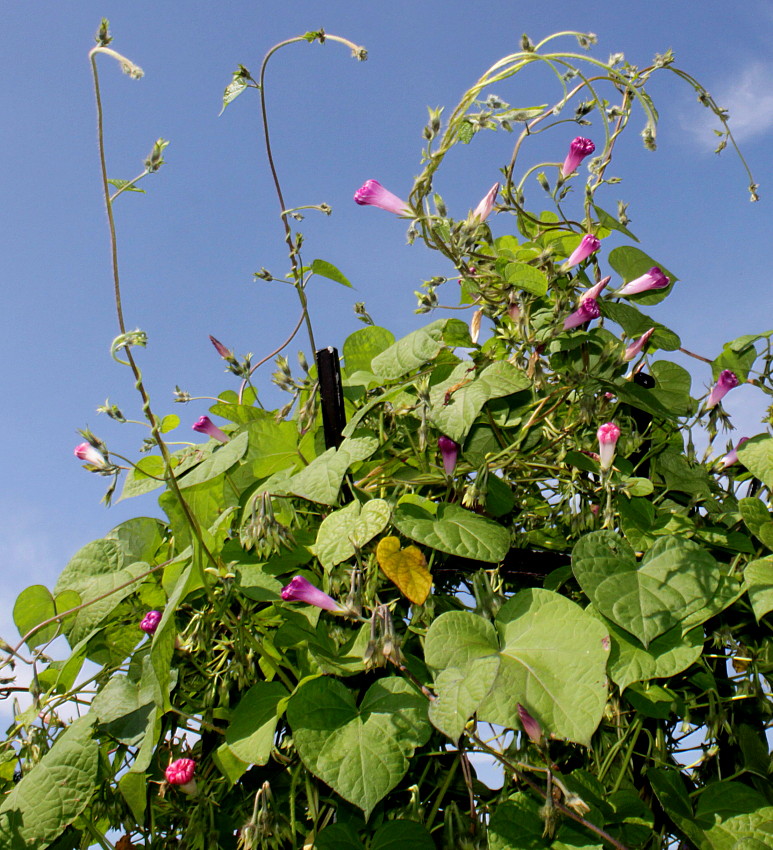 Image of Ipomoea purpurea specimen.