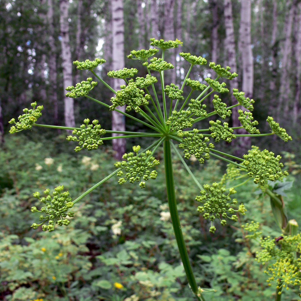 Image of Heracleum sibiricum specimen.