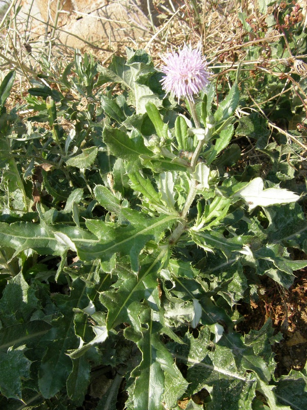 Image of Cirsium incanum specimen.