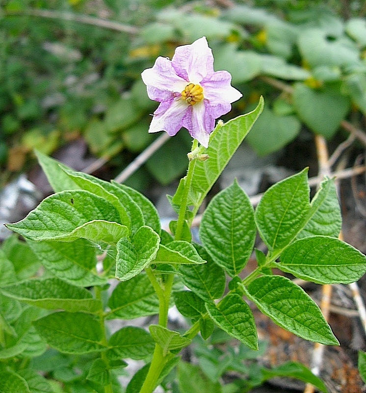 Изображение особи Solanum tuberosum.