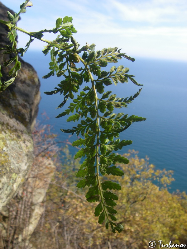 Изображение особи Asplenium billotii.