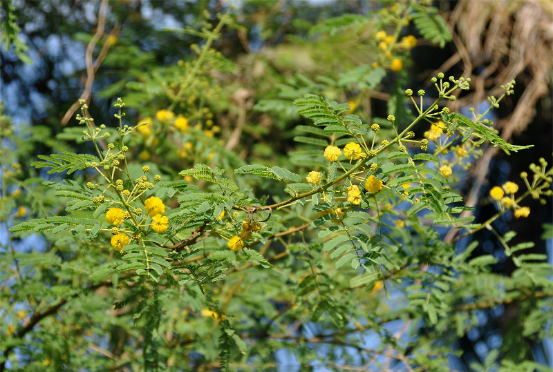 Image of Vachellia farnesiana specimen.