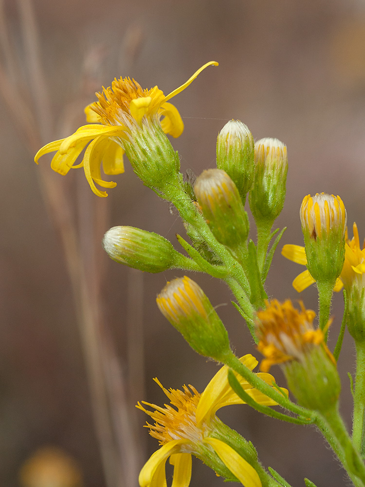 Image of Dittrichia viscosa specimen.