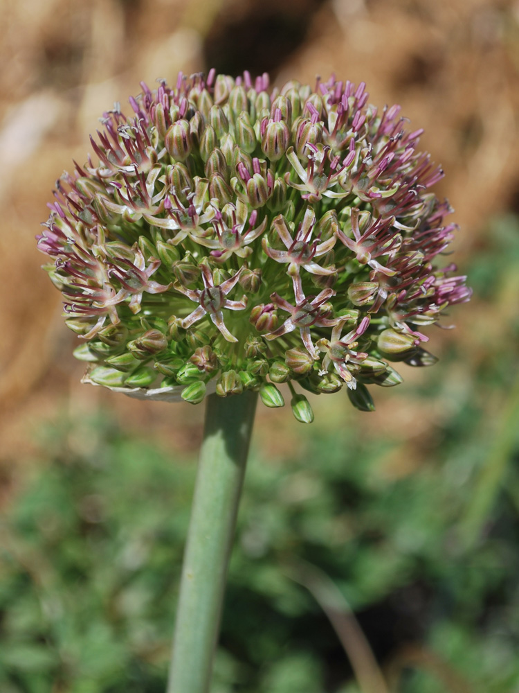 Image of Allium taschkenticum specimen.