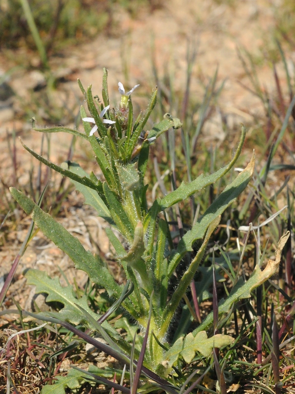 Изображение особи Diptychocarpus strictus.