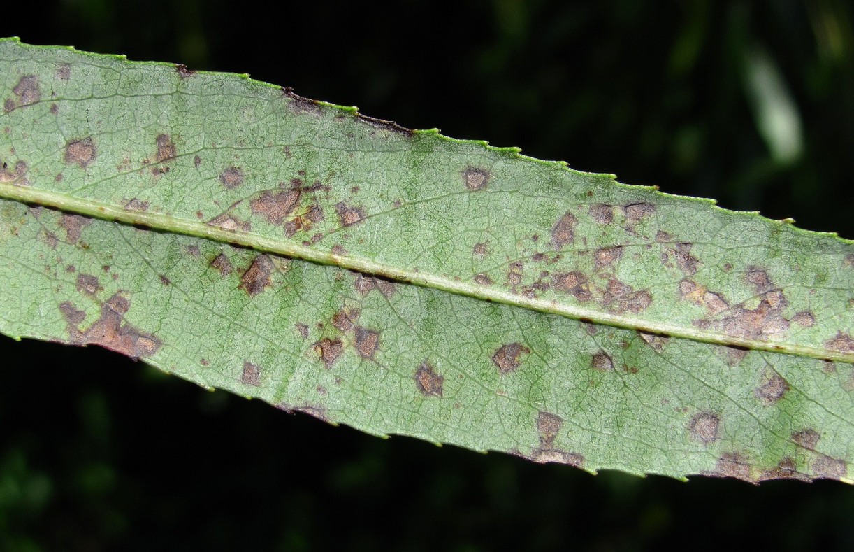 Image of Salix babylonica specimen.