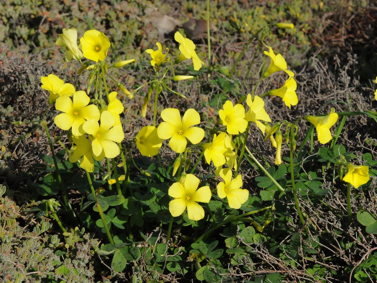 Image of Oxalis pes-caprae specimen.