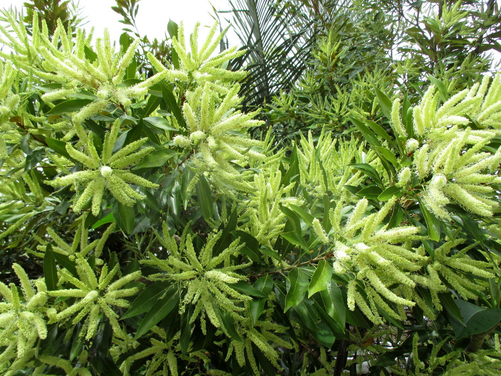 Image of Grevillea baileyana specimen.