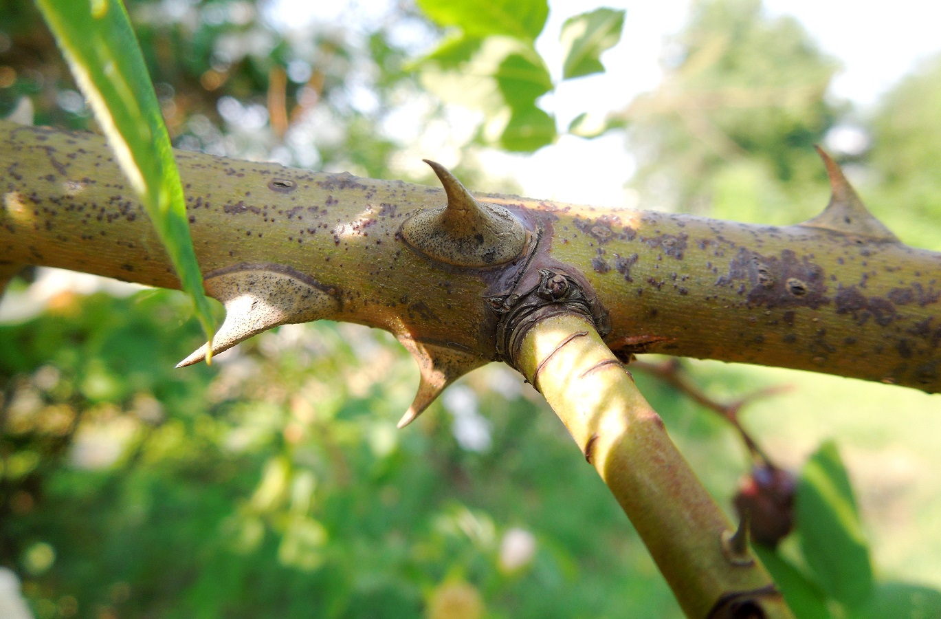 Image of Rosa canina specimen.