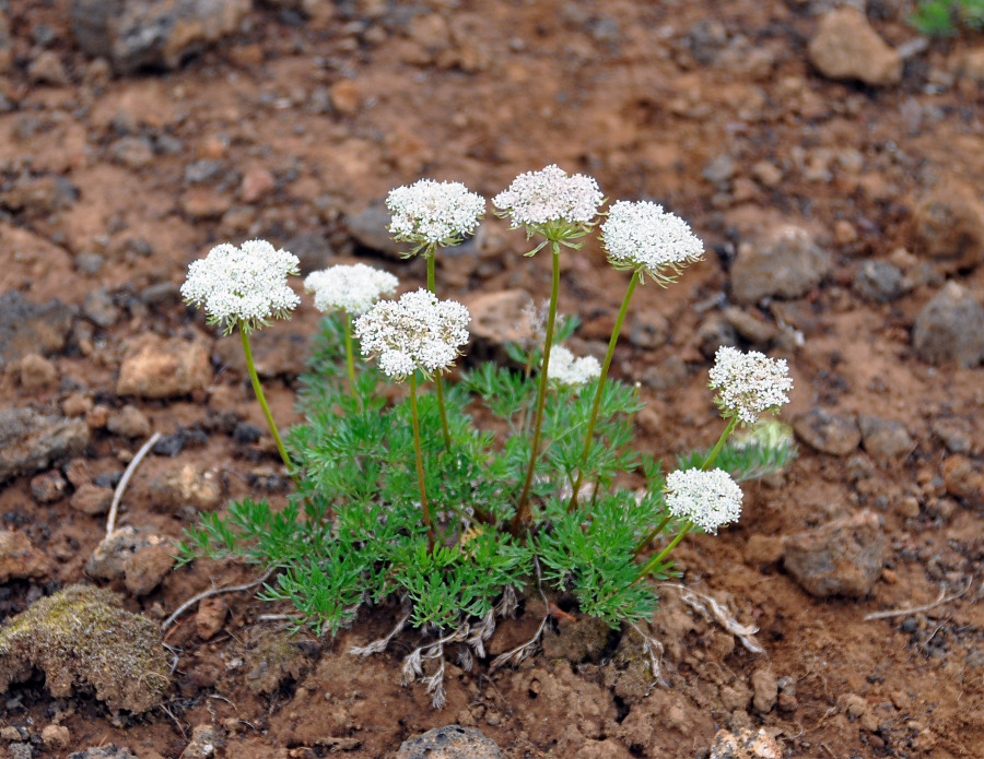 Image of Pachypleurum alpinum specimen.