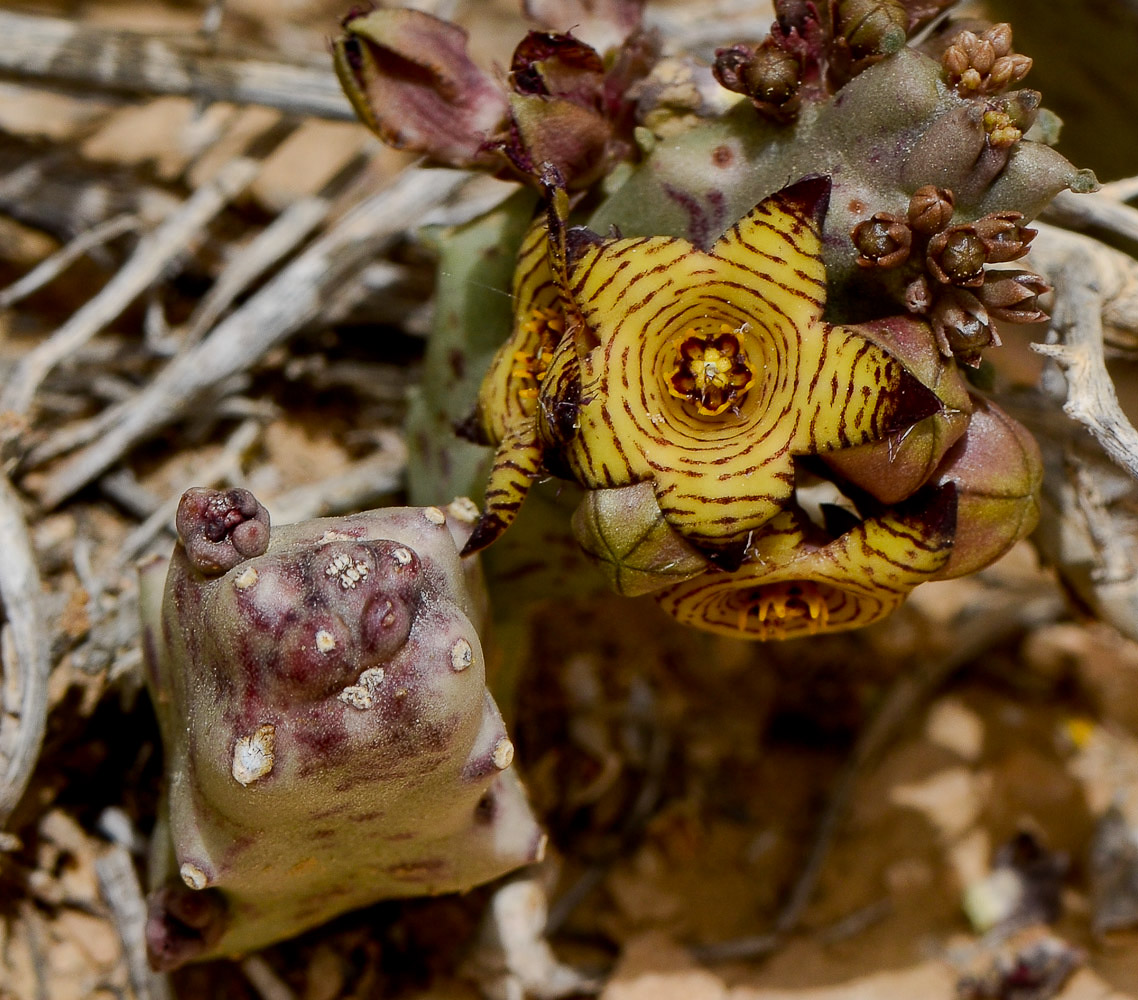 Image of Caralluma europaea specimen.