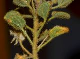 Cleome droserifolia