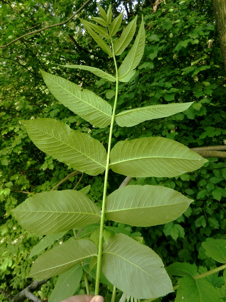 Image of Juglans mandshurica specimen.