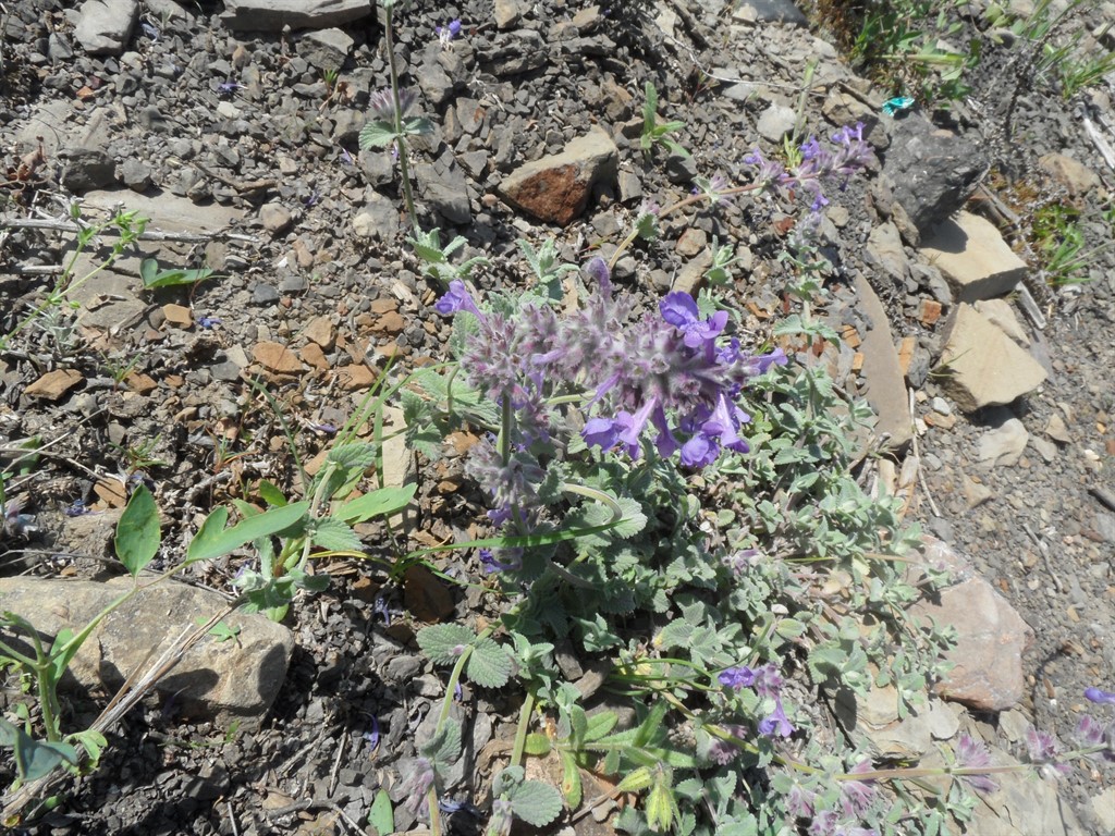 Изображение особи Nepeta mussinii.