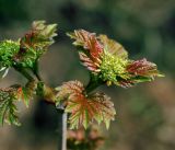 Viburnum opulus