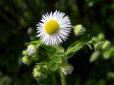 Erigeron annuus