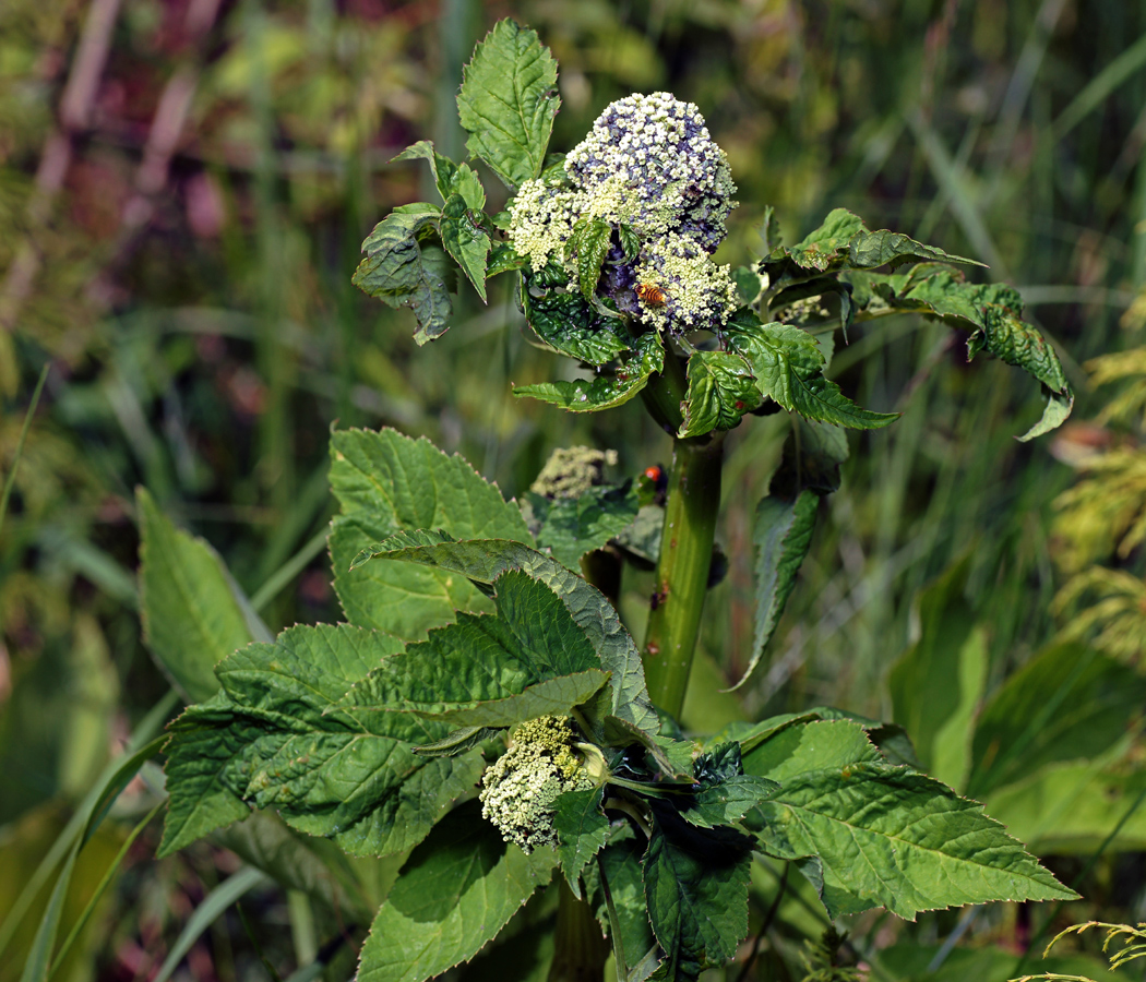 Image of Aegopodium podagraria specimen.