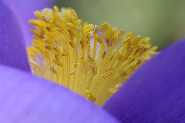 Image of Pulsatilla patens specimen.