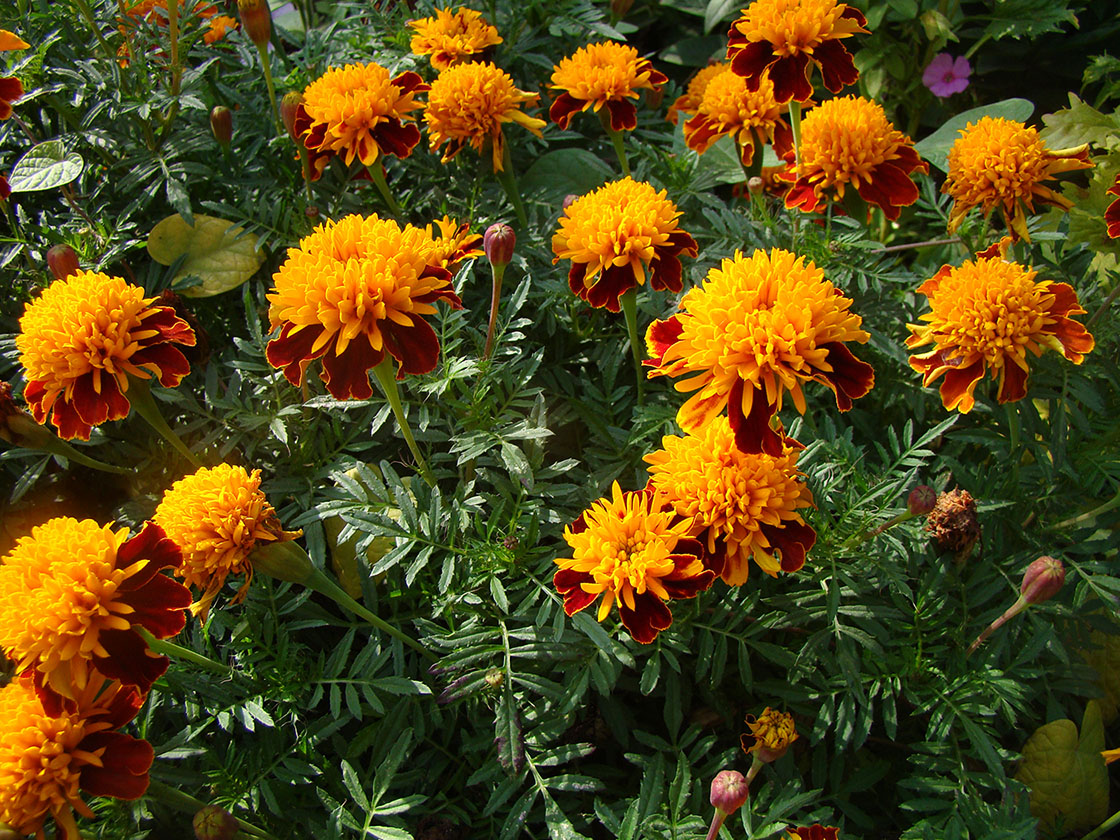 Image of Tagetes patula specimen.