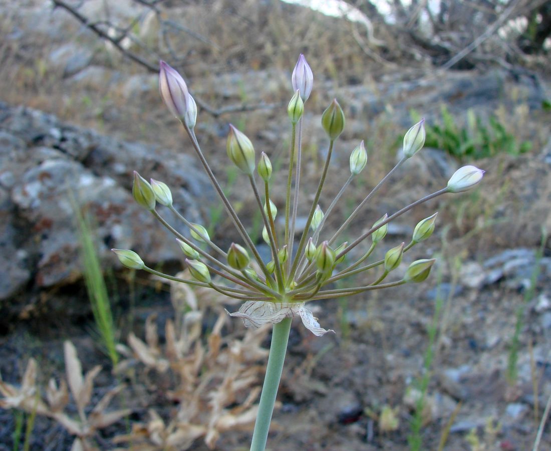 Изображение особи Allium iliense ssp. nuratense.