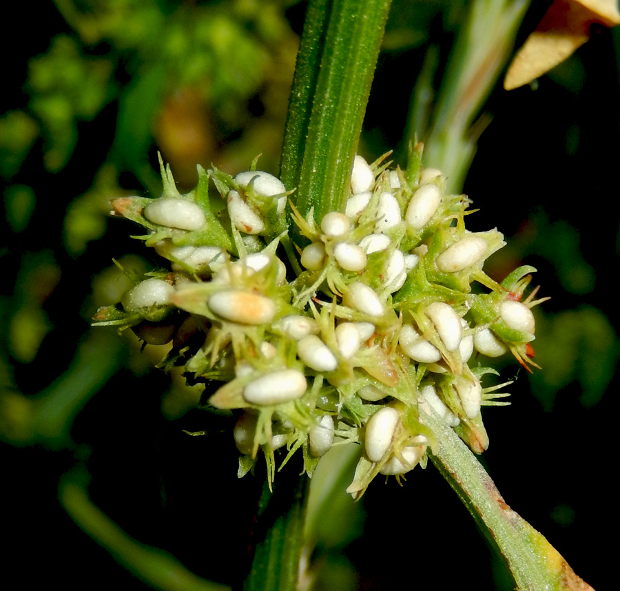 Изображение особи Rumex halacsyi.