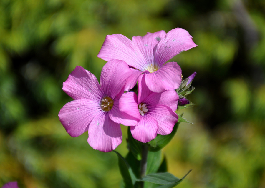 Image of Linum hypericifolium specimen.