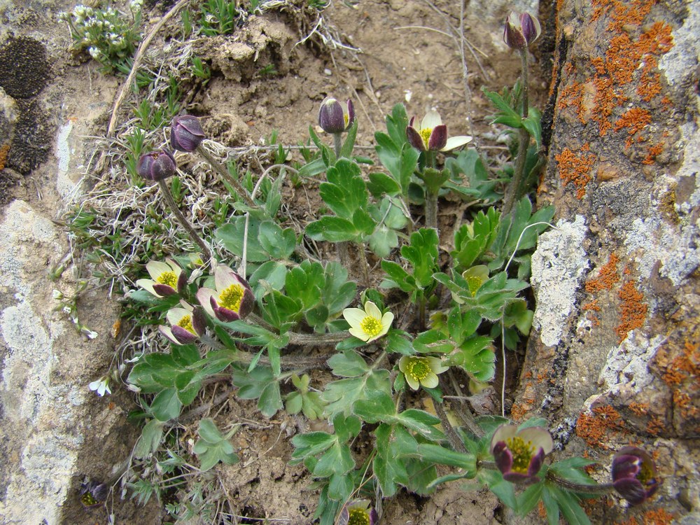 Image of Pulsatilloides obtusiloba specimen.