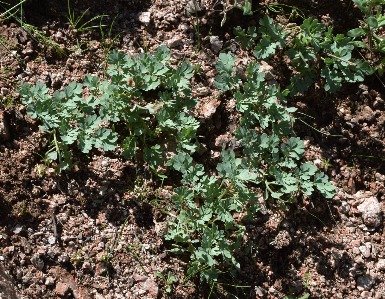 Image of Corydalis darwasica specimen.