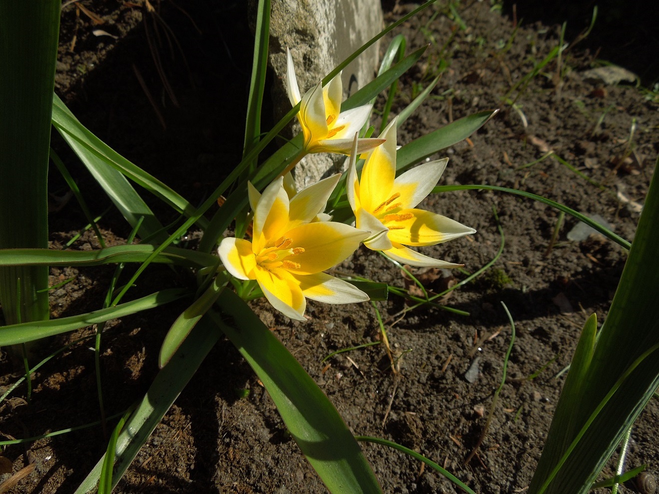 Image of Tulipa tarda specimen.