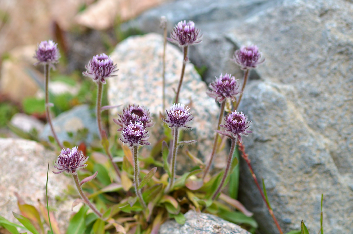 Image of Erigeron lachnocephalus specimen.