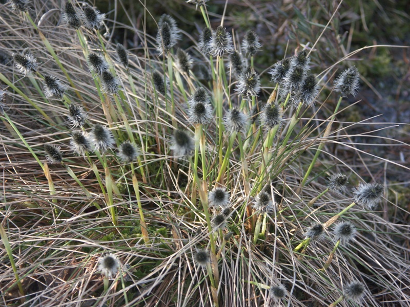 Изображение особи Eriophorum vaginatum.