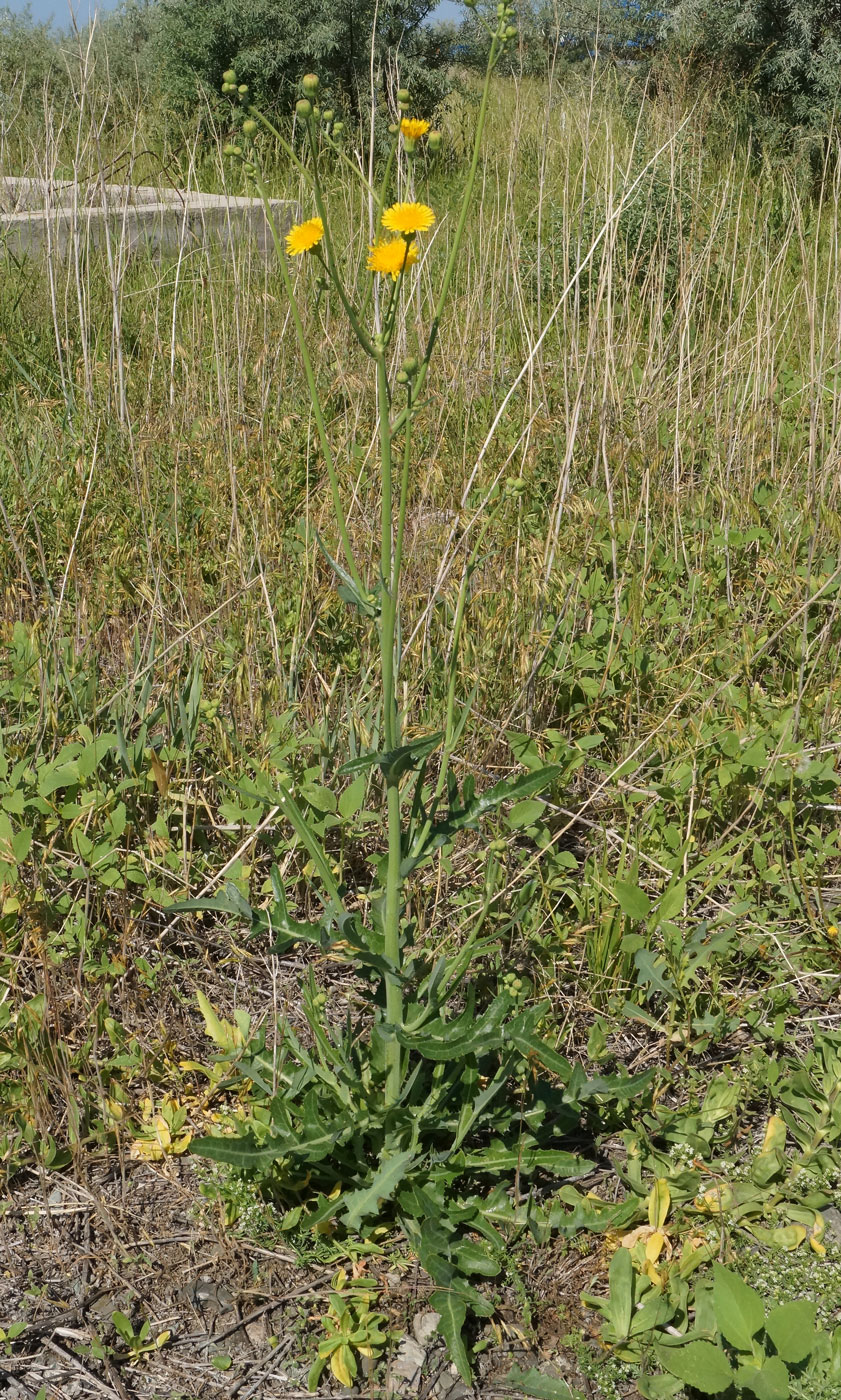 Image of Sonchus arvensis ssp. uliginosus specimen.