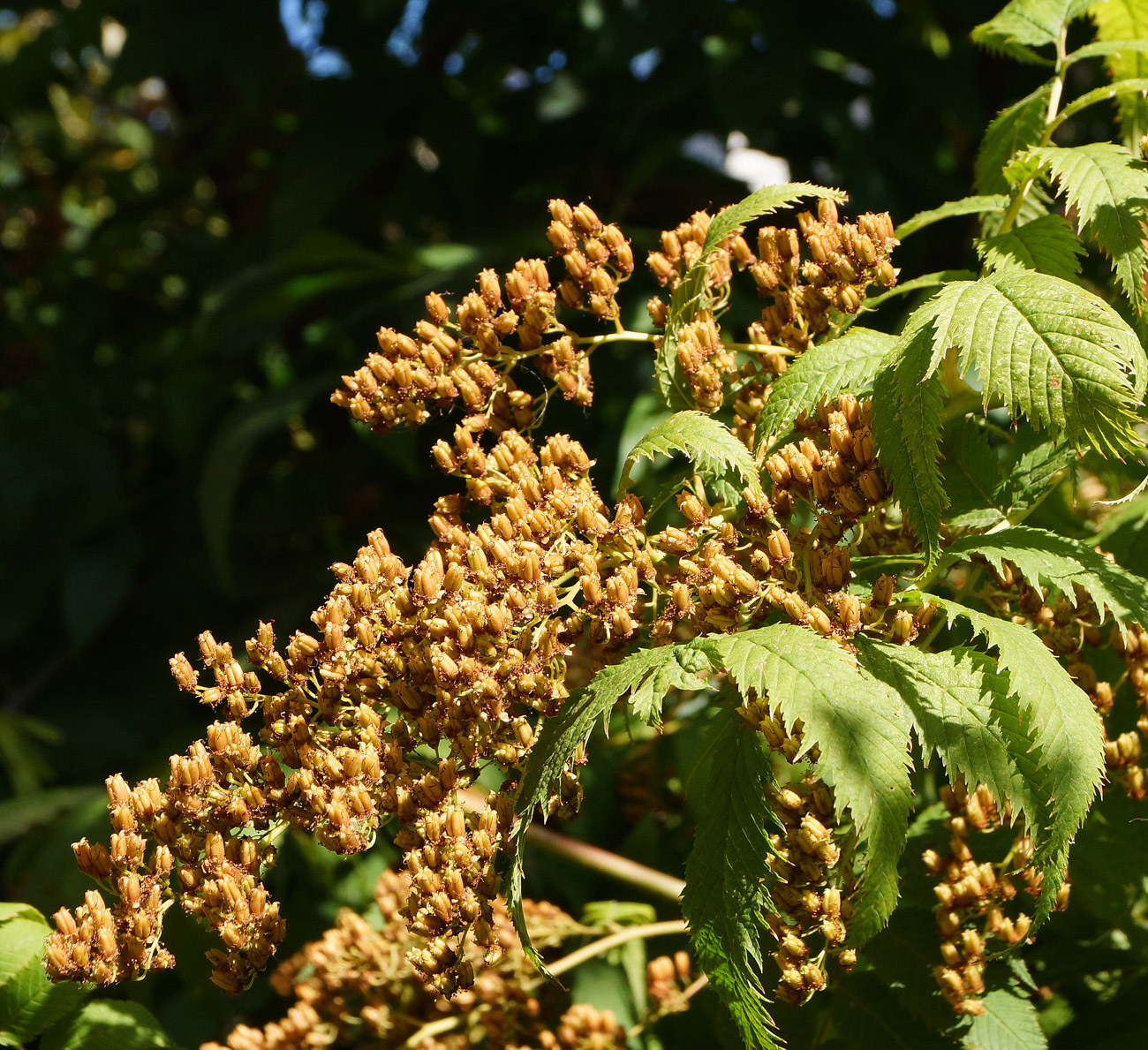 Изображение особи Sorbaria sorbifolia.