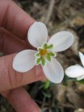 Galanthus caucasicus. Цветок с аномальным венчиком. Ставропольский край, окр. г. Ставрополя, Русский лес. 24.03.2010.