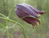 Смотреть изображение Fritillaria ussuriensis