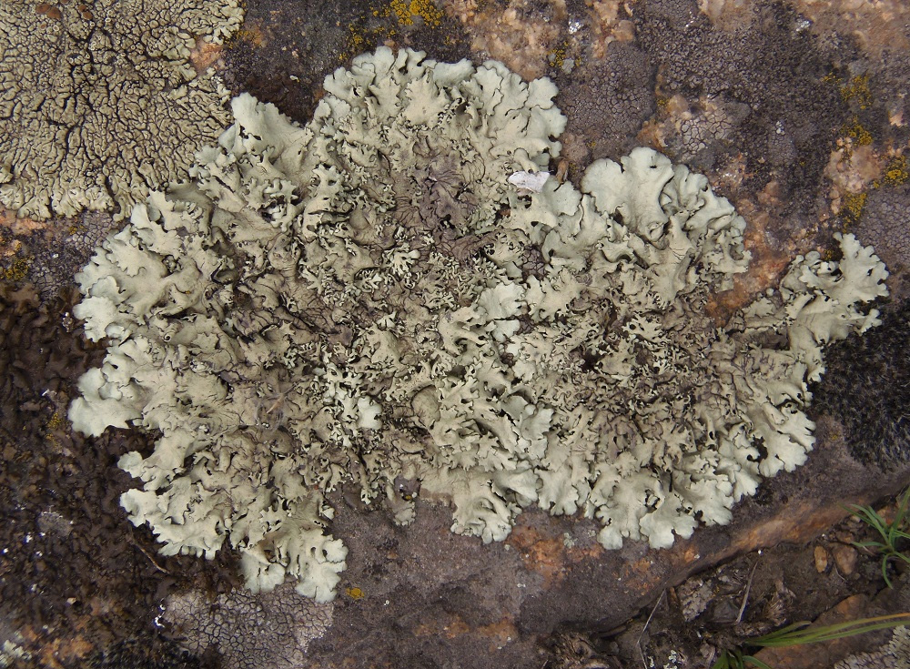 Image of familia Parmeliaceae specimen.