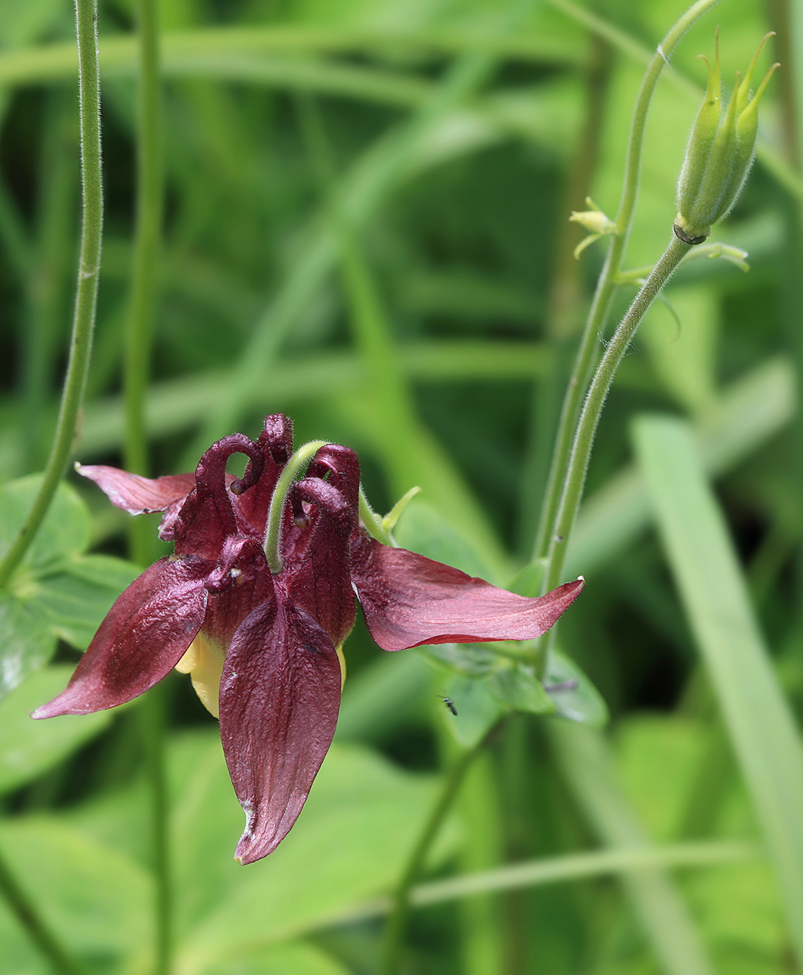 Изображение особи Aquilegia oxysepala.