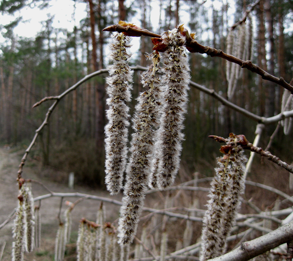 Image of Populus tremula specimen.