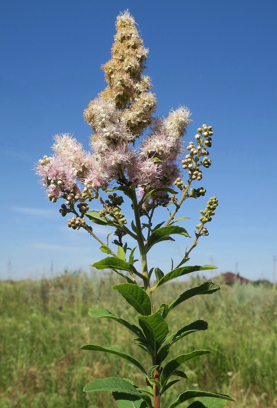 Изображение особи род Spiraea.