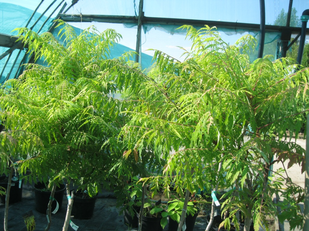 Image of Rhus typhina f. laciniata specimen.