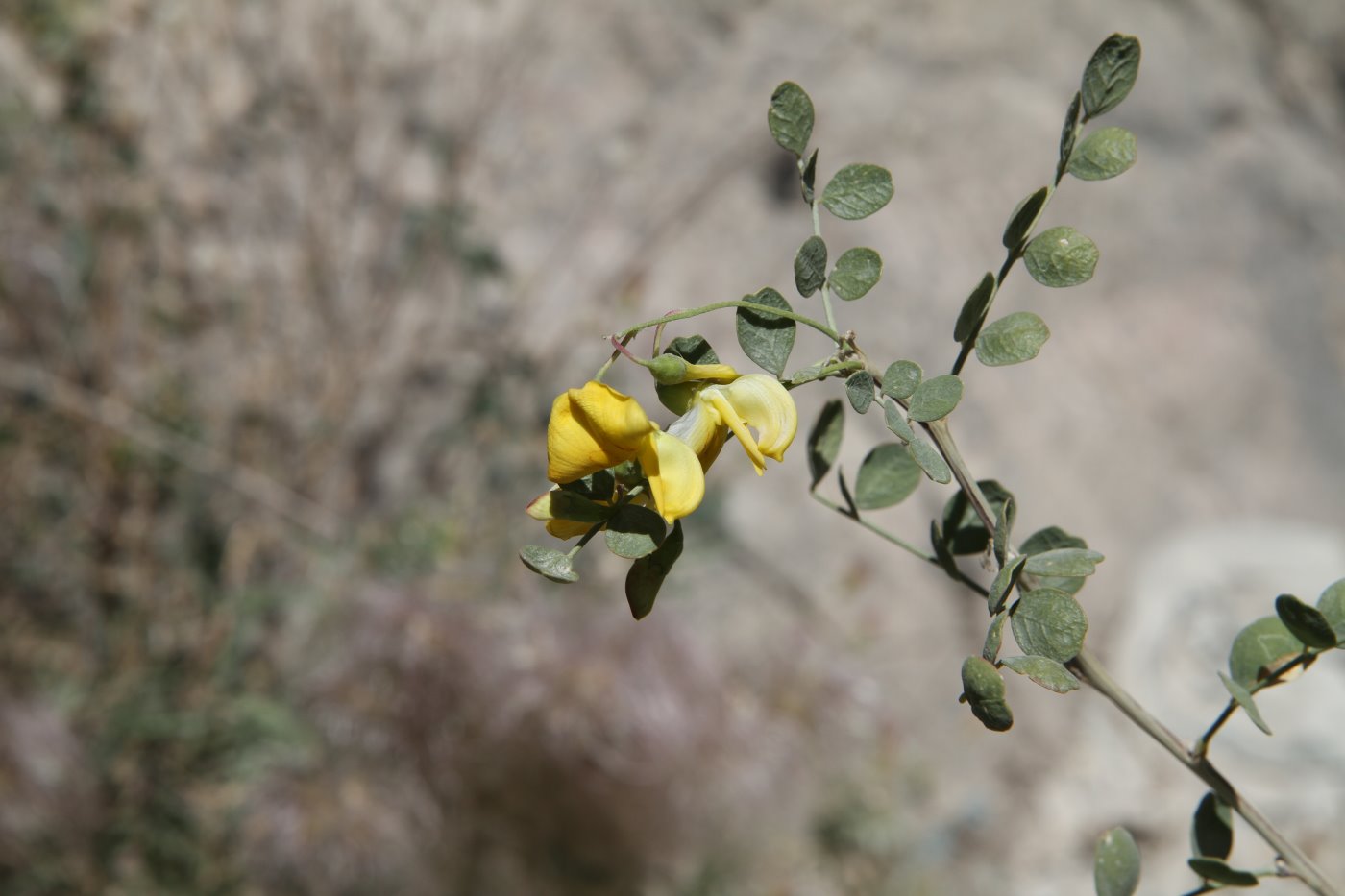 Image of Colutea paulsenii specimen.