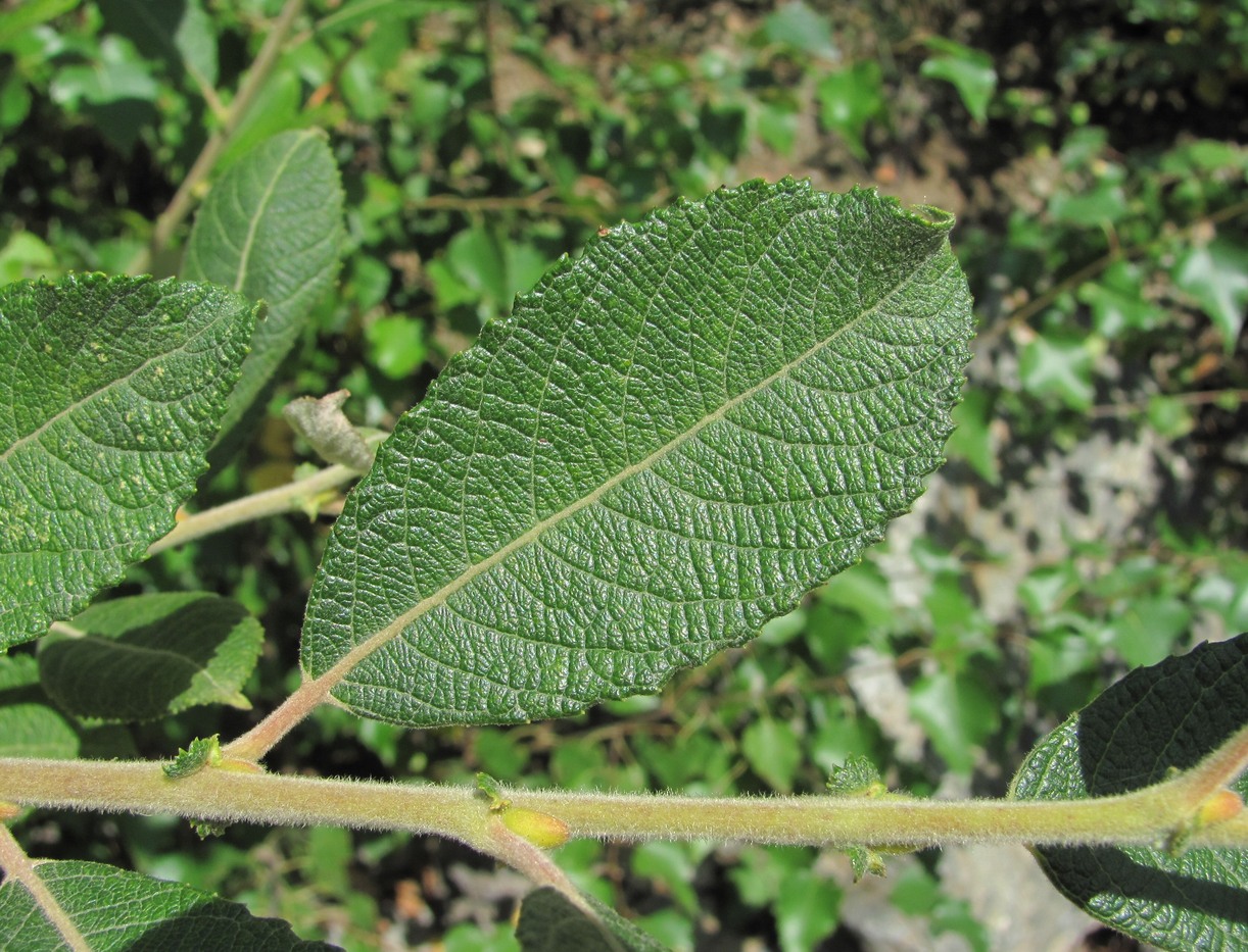 Image of Salix pseudomedemii specimen.