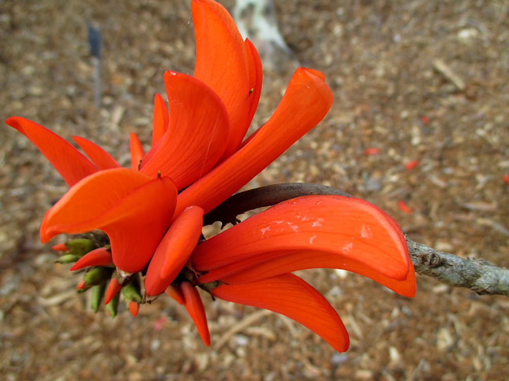 Изображение особи Erythrina lysistemon.