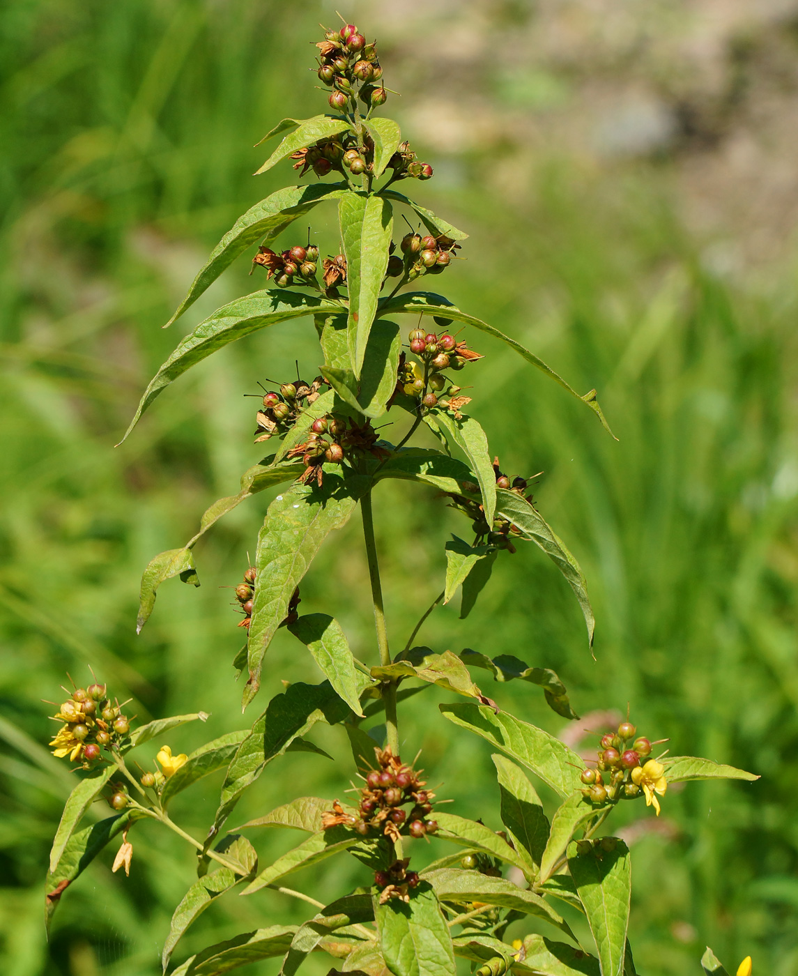 Изображение особи Lysimachia vulgaris.