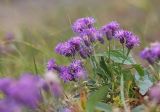 Смотреть изображение Saussurea amara