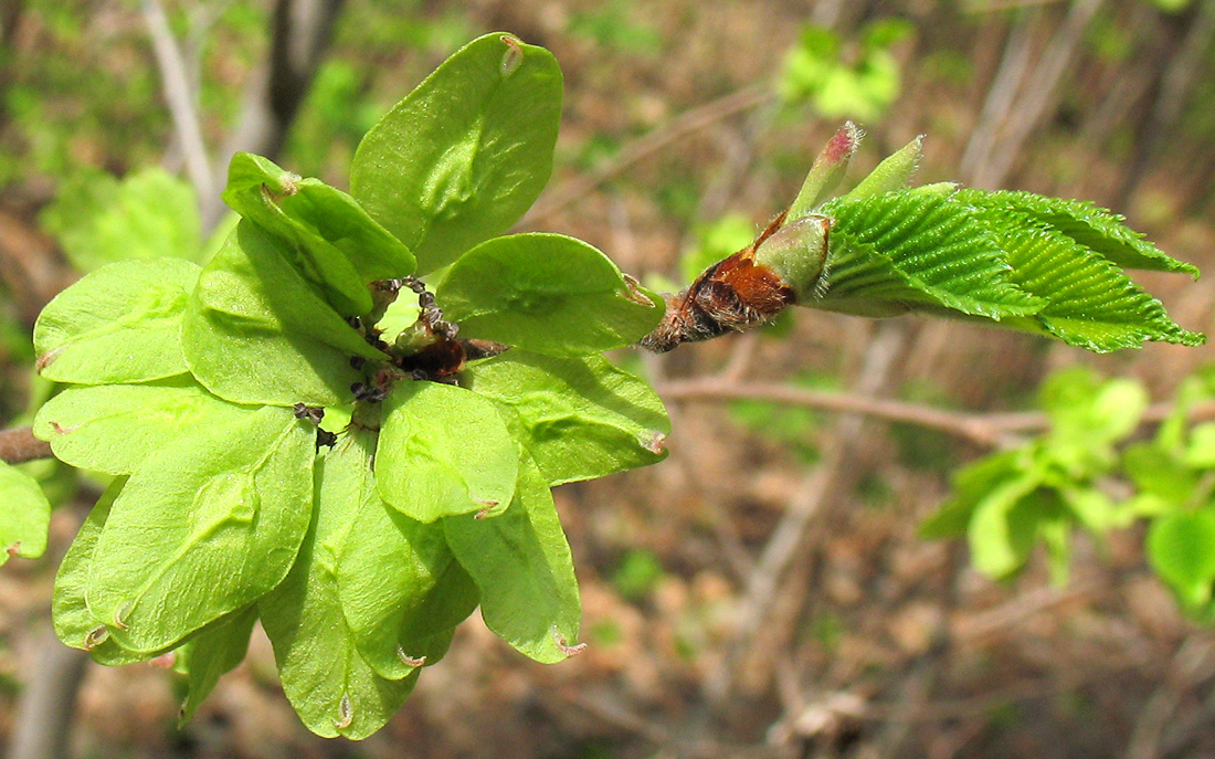 Image of Ulmus glabra specimen.